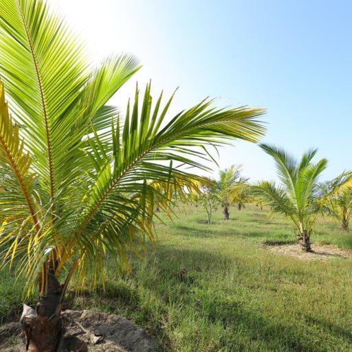 Kayjay Palms Passikudah Exterior foto